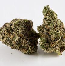 marihuana pěstovaná s PGR