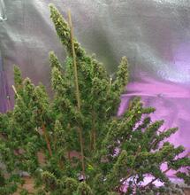 Consejos para elegir las mejores variedades.