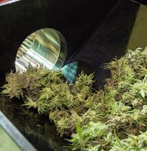 La cosecha: recolección y manicura