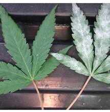 powdery mildew on a leaf