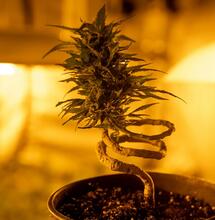 PPM, TDS y EC en el cannabis.