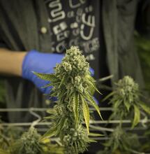 ¿Cómo elegir la variedad de cannabis adecuada a tu gusto?