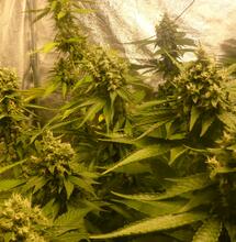 Les coupures d’éléctricité vont-elles impacter la culture en indoor ?