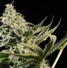 Paradise Seeds en partenariat européen exclusif avec Compound Genetics