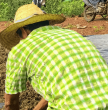 Secando y curando el prensado