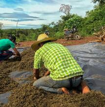 Paraguay: en las plantaciones más grandes de cannabis de América del Sur