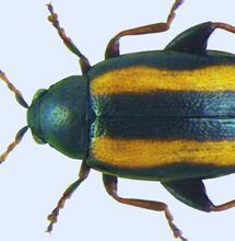 Pchełki w uprawach. Małe owady, które potrafią zrobić duże szkody