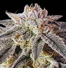 Grow report : Permanent Marker