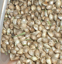 Graines féminisées - Les techniques de féminisation