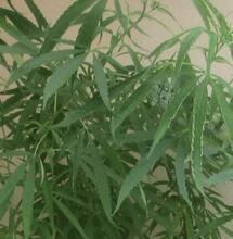 A la recherche des origines du cannabis