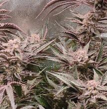 French grower depuis 1991