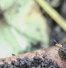 Les microscopes pour observer le cannabis