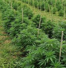 Interview de Kevin Taschet, master grower