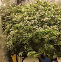 RDWC : culture en eau profonde avec recirculation