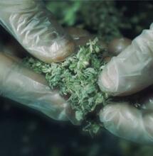 French breeder à Barcelone