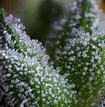 Erik M, photographe et réalisateur spécialisé dans le cannabis