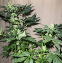 Faut t-il tailler l’apex des plantes ?