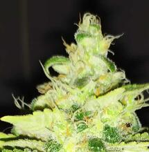 7 Top Tipů pro pěstování největších rostlin ve vegetativní fázi