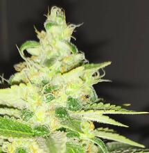 Cannabis News Deutschland, Schweiz und Österreich