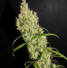 Du compost au thé de compost oxygéné