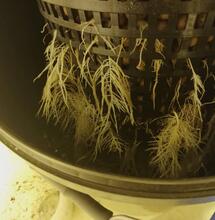 Rencontre avec le plus gros producteur de hasch de Californie