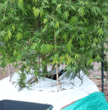 Sed nunca más: construcción de sistemas de mecha