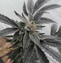  L’Anthocyane, un pigment entre protection et attraction