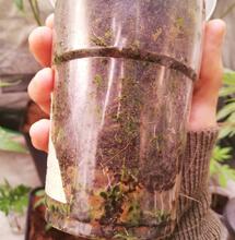 Empieza tu cultivo ecológico de marihuana en suelo vivo