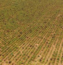 Espagne : découverte de la plus grande plantation de chanvre illégale d’Europe Dans la province de Navarre, dans le nord de l'Espagne, la police a déclaré avoir découvert la plus grande plantation de cannabis en Europe. La plantation découverte se composait de onze champs pour un total de 67 hectares.  La plus grande plantation de cannabis en Europe était en fait une immense plantation de chanvre illégale destiné à l’extraction de CBD. L'opération a permis de détruire 415 000 plants de chanvre et d’arrêter 
