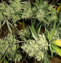 Culture indoor : augmenter le rendement