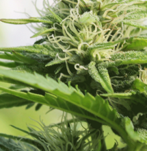 What You Need to Know About Colorado Weed Laws