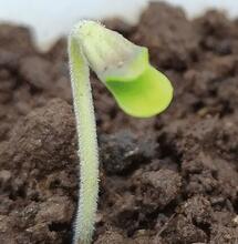 Cuidados del cannabis en los primeros días de vida. 