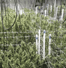 Know to Grow: Was tun bei Echtem Mehltau?