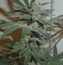 Les phytohormones du cannabis (Photo : Olivier F)