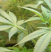 Les principaux phytocannabinoïdes