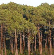 Alpha-pinène et bêta-pinène : la fraicheur des pins