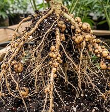 Nematodos en marihuana: identifica parásitos benéficos 