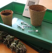 Guía para planificar tu cultivo de marihuana