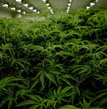 Amino, Humic, and Fulvic Acids for Healthy Cannabis Growth
