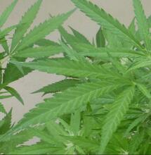 Le podcast du CESE sur la légalisation du cannabis