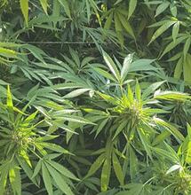 Du savon noir pour nettoyer vos plantes