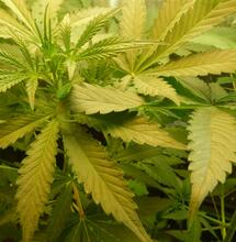 Interview NORML France : opération Score