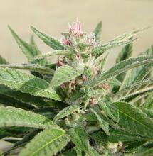 Plantas rosadas de marihuana