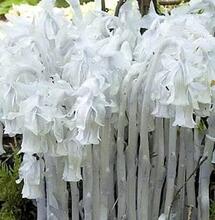 L’autre plante du mois : Monotropa uniflora