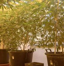 Les bénéfices d’une plante mère de cannabis