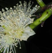 L’autre plante du mois : le Cás