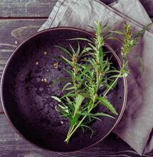 Plastry transdermalne