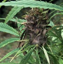 Padlí a plíseň v palicích konopí – prevence a řešení