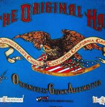 Pochodzenie odmiany haze. Kronika legendarnej sativy