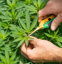 Poda apical en la marihuana: qué es, cómo se hace y por qué aplicarla